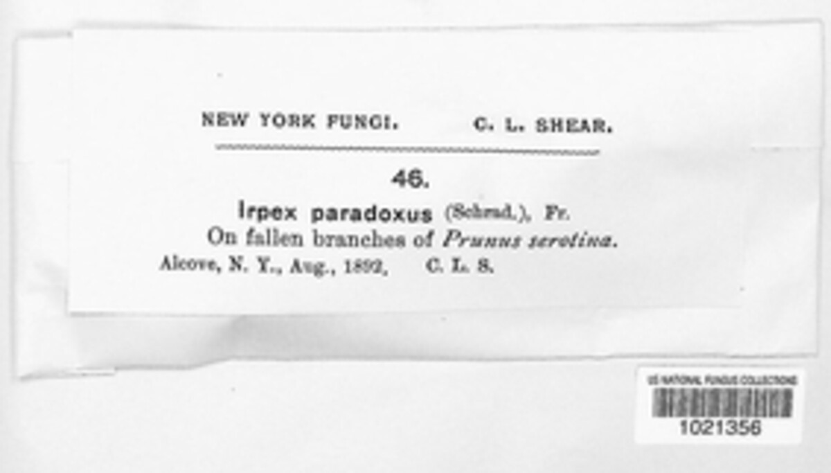 Schizopora paradoxa image